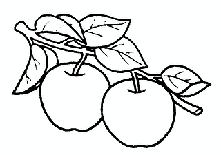 Couple of Apples on a Branch