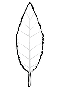 Beech Leaf