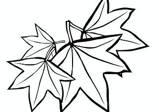 Fallen Maple Leaves
