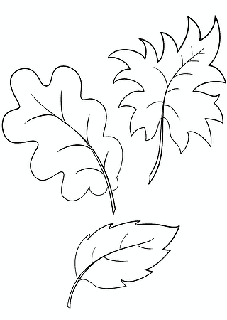 Leaf of Oak Maple and Beech
