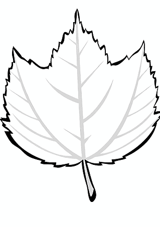 Leaf of a Deciduous Tree