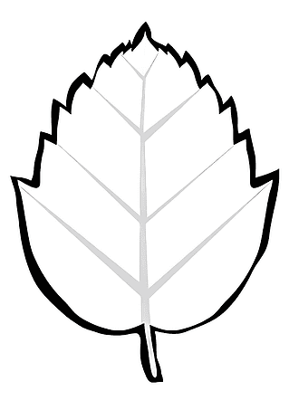 Leaf of a Lush Hornbeam Tree