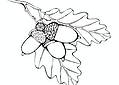 Oak Branch with Acorn