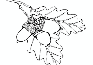 Oak Branch with Acorn