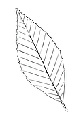 American Beech Leaf