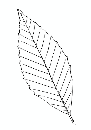 American Beech Leaf