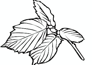 Birch Leaves