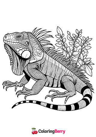 Iguana Coloring Page