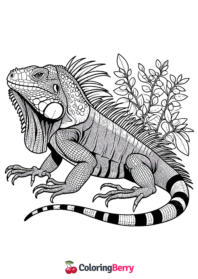 Iguana Coloring Page