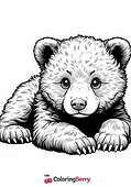Asian Black Bear Cub
