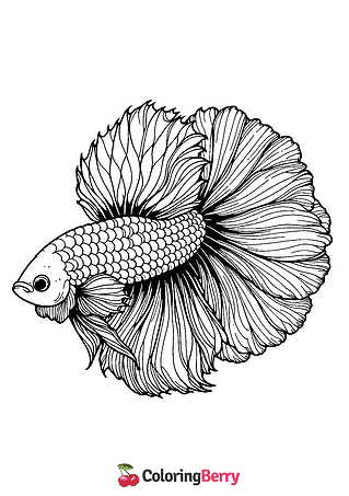 Betta Fish Coloring Page