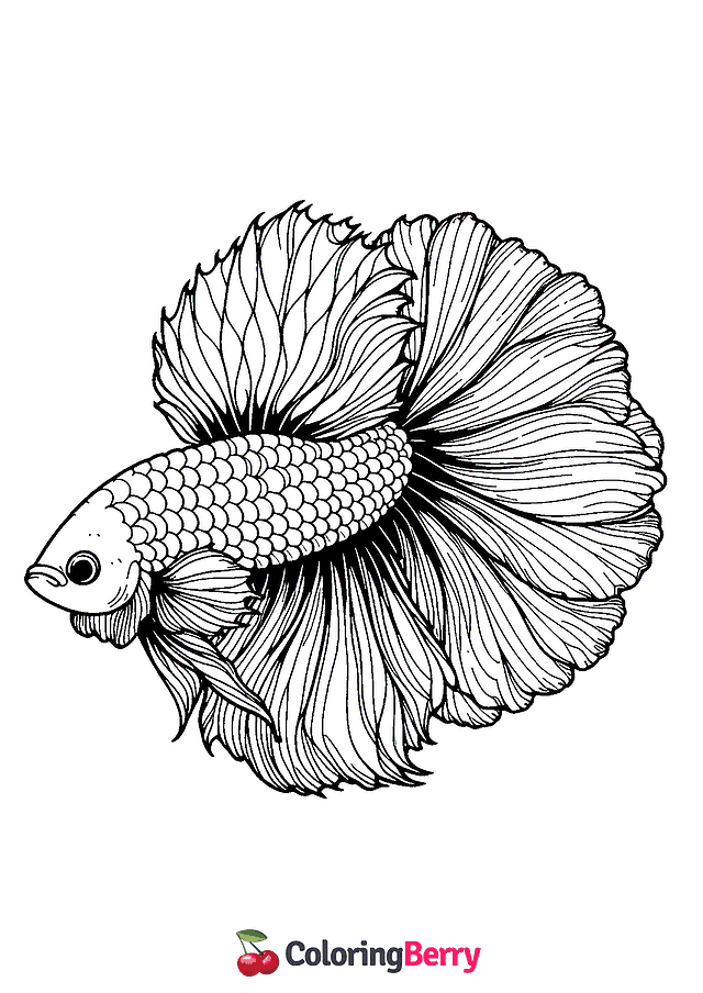 Betta Fish Coloring Page