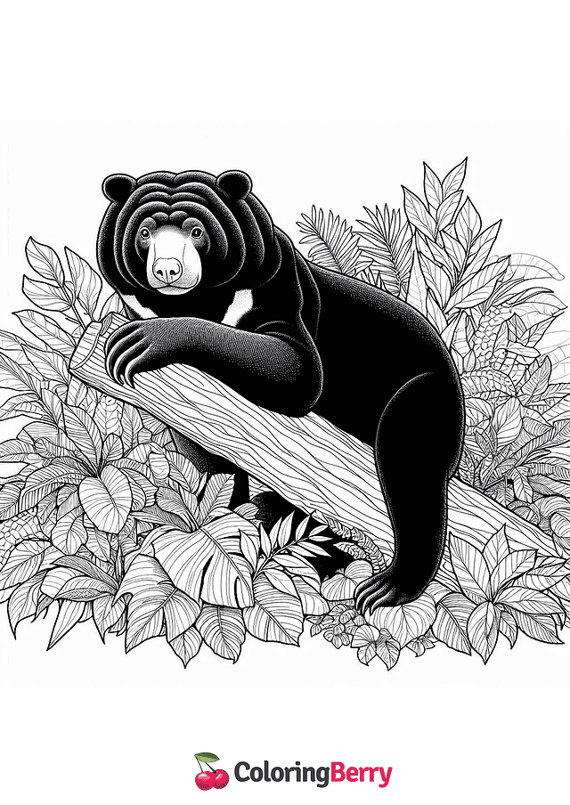 Bornean Sun Bear Coloring Page