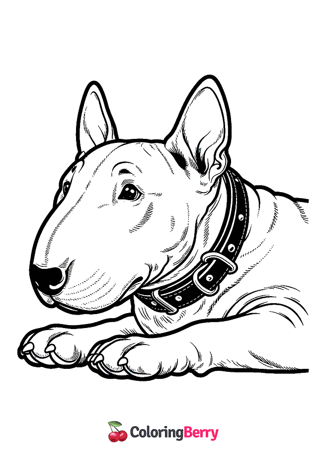 Bullterrier Coloring Page