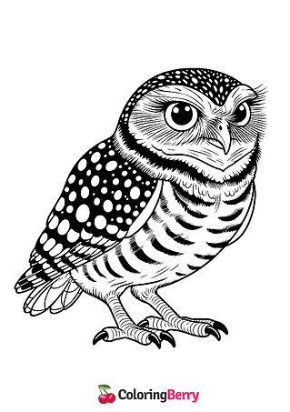 Burrowing Owl Coloring Page