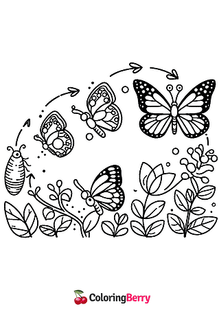 Butterfly Life Cycle Coloring Page