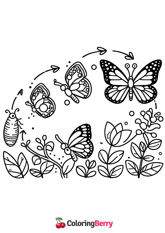 Butterfly Life Cycle Coloring Page