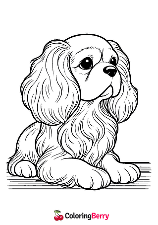 Cavalier King Charles Coloring Page