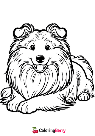 Collie Coloring Page