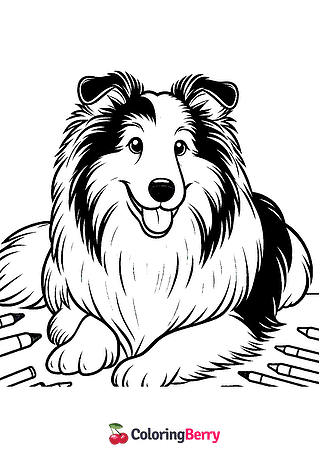 Collie Dog Coloring Page
