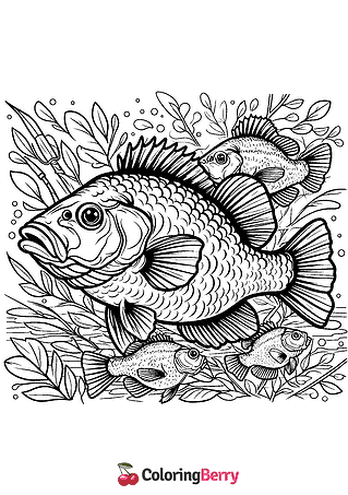 Crappie Coloring Page