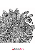 Detailed Peacock