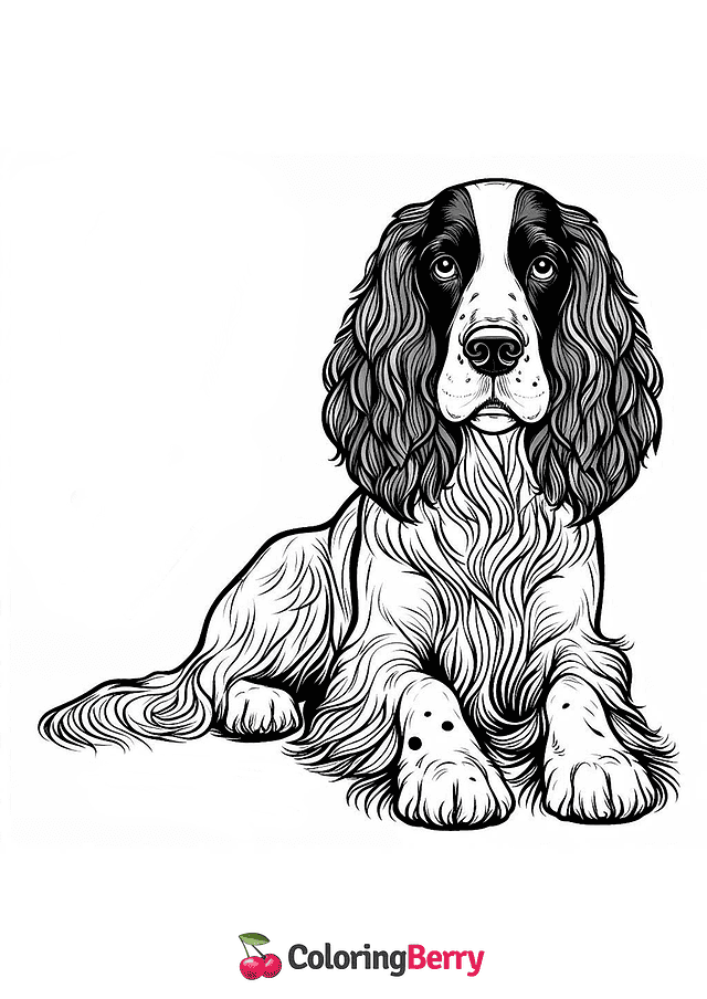 English Springer Spaniel Coloring Page