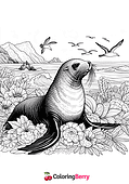 Galapagos Sea Lion