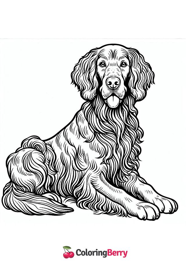 Irish Setter Coloring Page