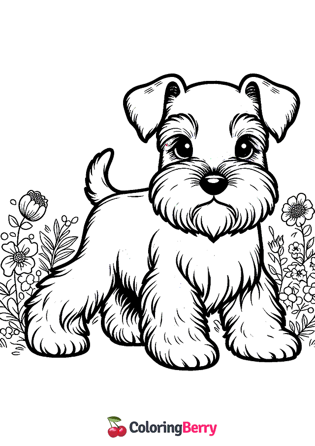 Miniature Schnauzer Coloring Page