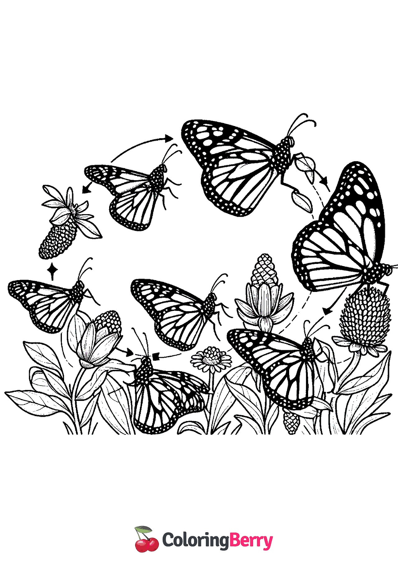 Monarch Butterfly Life Cycle Coloring Page (Free PDF Printable)