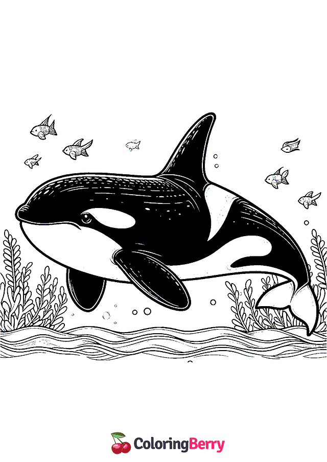 Orca Whale Coloring Page