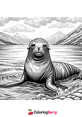 South American Sea Lion