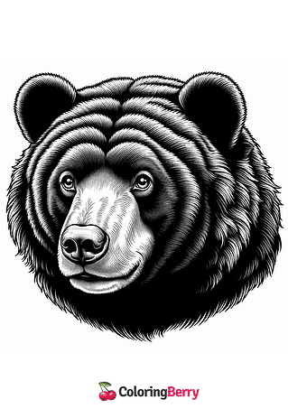 Sun Bear Face