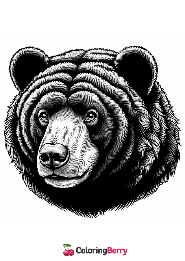 Sun Bear Face Coloring Page