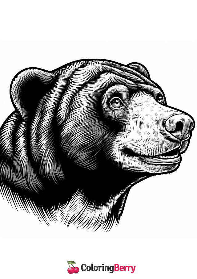 Sun Bear Head Coloring Page